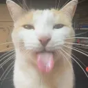 silly_cat