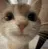 catSmile catSmile