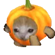 pumpkincat