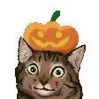pumpkinheadcat