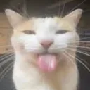 bleh