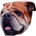 roscoe roscoe