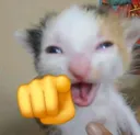 lolcute lolcute