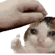 pet