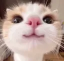 tier_1_meow_eee