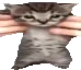 catjiggy