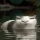 catpond catpond