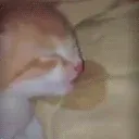 eepy eepy