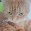 CatPout