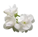 d_Jasmine