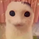 hahaboobs