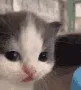 catstare