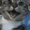 cathappy