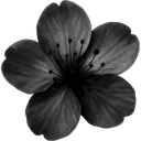 674854blacksakuraflower