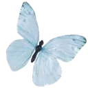 h_bluebutterfly2
