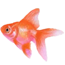 l_goldfish