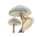 n_mushroom