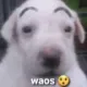 Waos