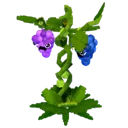 pvb_grape
