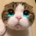 Cat_Sob