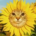 zazunflower zazunflower