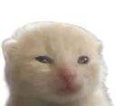 lorp
