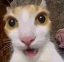 a_catShocked