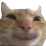 happycat happycat