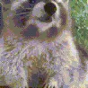 Raccoon