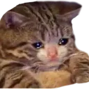 sadcat