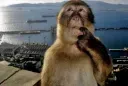 monkeyuhhhhh monkeyuhhhhh