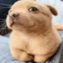 doog doog