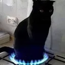 stovecat