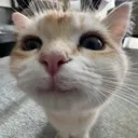 happycat