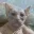 grandpacat