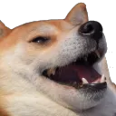 doge_laugh