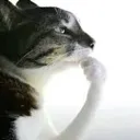thinking_cat thinking_cat