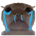 kitty_Cry
