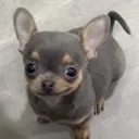 chihua