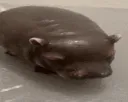 pipotam
