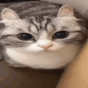 cat_boom