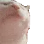 Cat_Jam