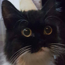 QuitTuxedo custom emote | COMMEZARS