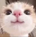 cathmm