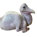 aviancreature