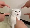 PoorCat