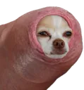 foreskindog