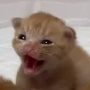 screamingcat