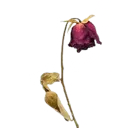 rose4k2