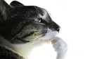 Pondering